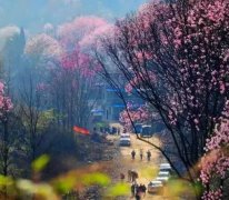 山遍野的辛夷花海更是美不堪收